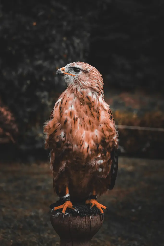 Detailní fotografie orla s ostrým pohledem.