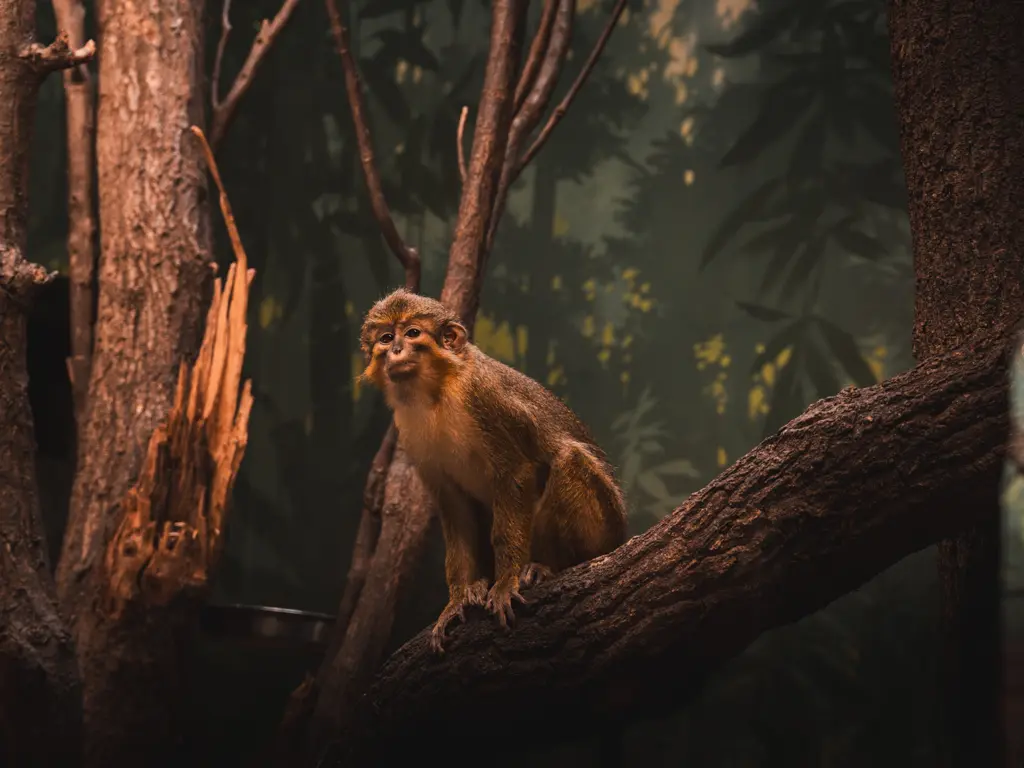 Opice v zoologické zahradě zachycená v detailu.